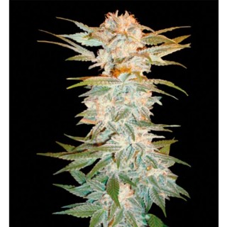 Stacked Kush 3 u. fem. DNA Genetics