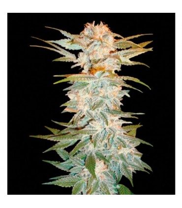 Stacked Kush 3 u. fem. DNA Genetics