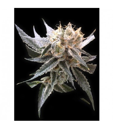 Sour Tangie 6 u. fem. Reserva privada DNA Genetics