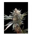 Tangie fem. Reserva Privada - DNA Genetic (Agotada en Origen)