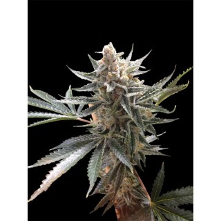 Tangie 6 u. fem. Reserva Privada - DNA Genetic (Agotada en Origen)