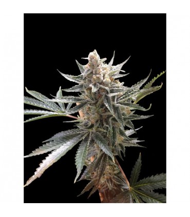 Tangie 6 u. fem. Reserva Privada - DNA Genetic (Agotada en Origen)