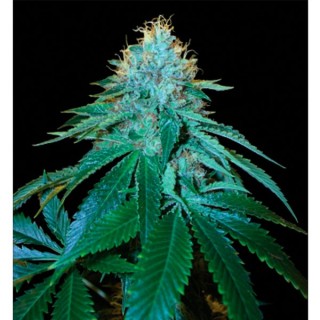 The OG N18 - 6 u. fem. Reserva Privada DNA Genetics