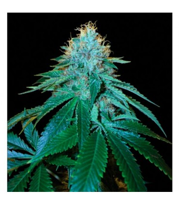 The OG N18 - 6 u. fem. Reserva Privada DNA Genetics
