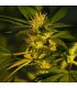 Jock Horror fem. The Sativa SeedBank