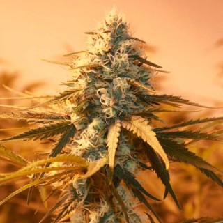 AK 48 - 10 u. fem. Nirvana