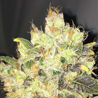 Supreme Durban CBD fem. Nirvana