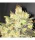 Supreme Durban CBD 10 u. fem. Nirvana