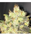 Supreme Durban CBD 10 u. fem. Nirvana