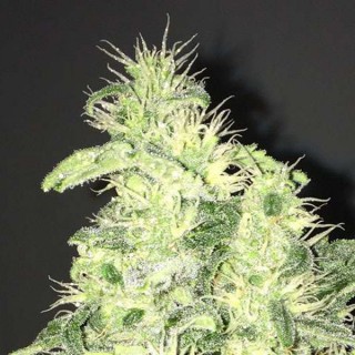 Supreme Kush CBD fem. Nirvana