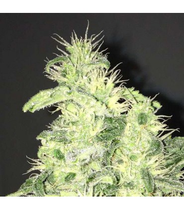 Supreme Kush CBD 10 u. fem. Nirvana