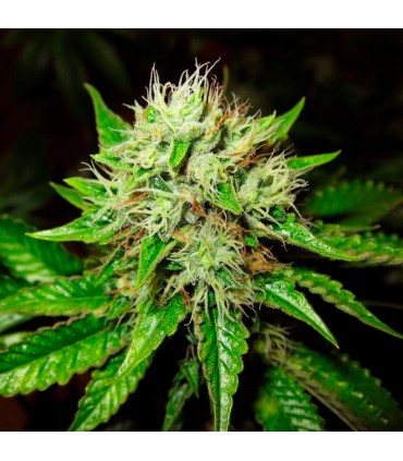 Auto OG Kush 10 u. fem. Nirvana