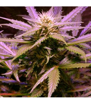 Auto Lemon OG Haze fem. Nirvana