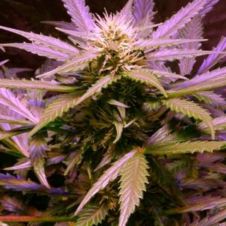 Auto Lemon OG Haze 10 u. fem. Nirvana