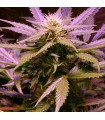Auto Lemon OG Haze 10 u. fem. Nirvana