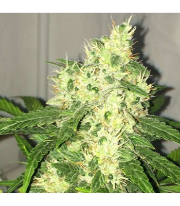 Auto Swiss Cheese fem. Nirvana