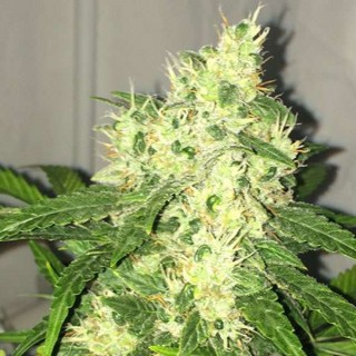 Auto Swiss Cheese 10 u. fem. Nirvana