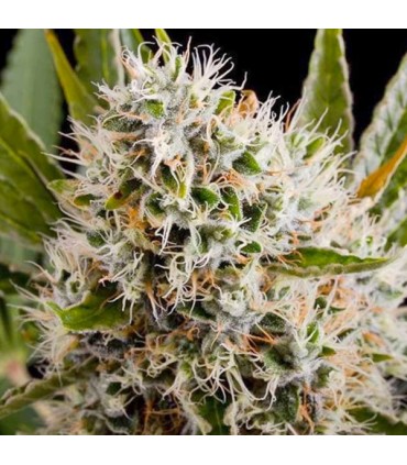 Lithium OG Kush fem. Nirvana