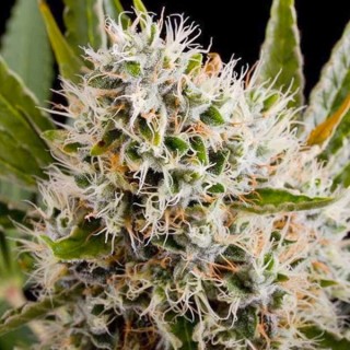 Lithium OG Kush 10 u. fem. Nirvana