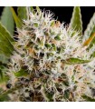 Lithium OG Kush 10 u. fem. Nirvana