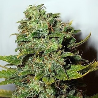 Mango Skunk fem. Nirvana