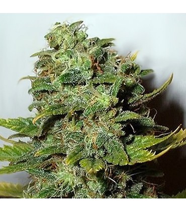 Mango Skunk fem. Nirvana