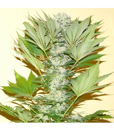 Misty Kush fem. Nirvana