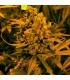 Auto Blueberry Kush fem. Nirvana