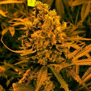 Auto Blueberry Kush 10 u. fem. Nirvana