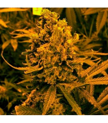 Auto Blueberry Kush 10 u. fem. Nirvana