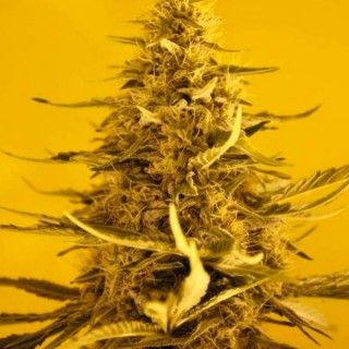 Auto White Widow fem. Nirvana