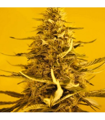 Auto White Widow 10 u. fem. Nirvana