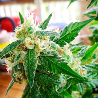 Auto AK 48 - fem. Nirvana