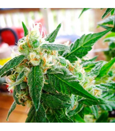 Auto AK 48 - fem. Nirvana