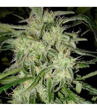 Lemon OG Haze fem. Nirvana