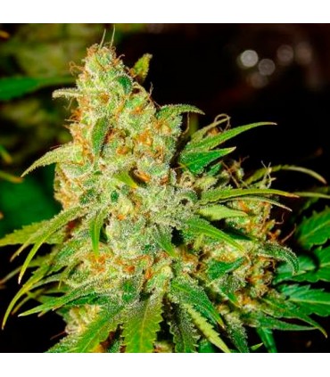 Auto Bubblelicious 10 u. fem. Nirvana