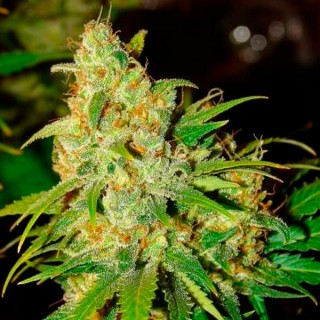 Auto Bubblelicious fem. Nirvana