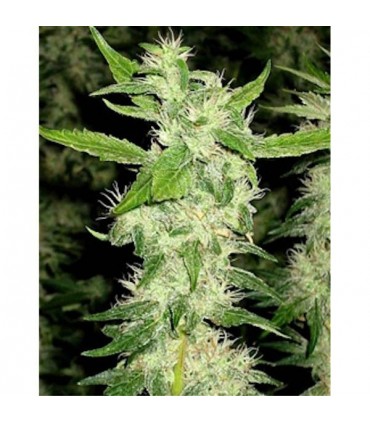 Auto Jock Horror fem. The Sativa Seedbank