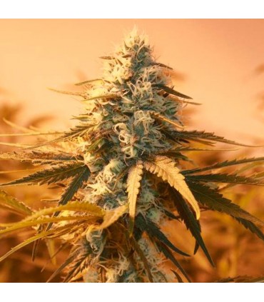 AK 48 - fem. Nirvana