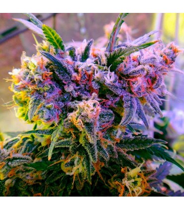 Aurora Indica fem. Nirvana