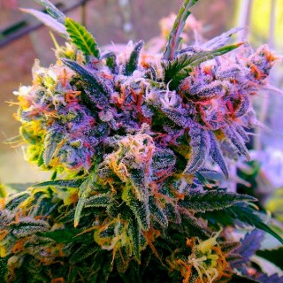 Aurora Indica 10 u. fem. Nirvana