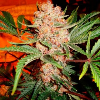 Bubblelicious 10 u. fem. Nirvana