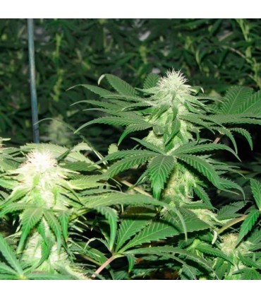 Blackberry fem. Nirvana