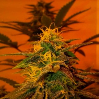 Blackjack fem. Nirvana