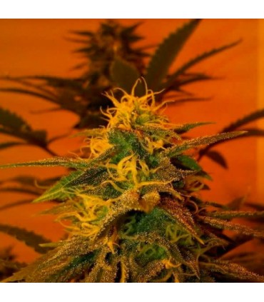 Blackjack fem. Nirvana