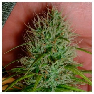 Chrystal fem. Nirvana