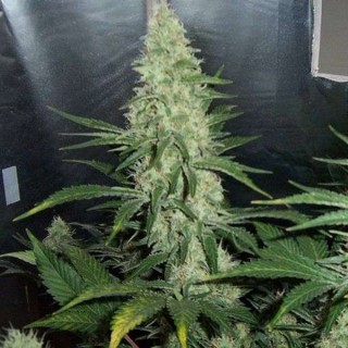 Hawaii Maui Waui 10 u. fem. Nirvana