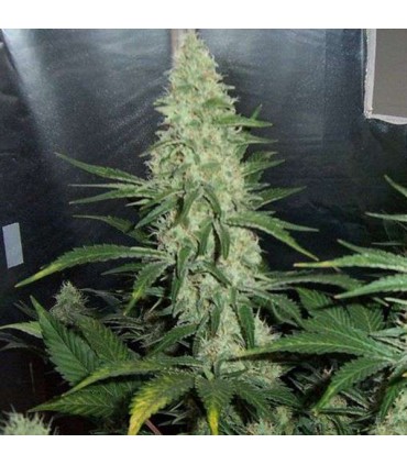 Hawaii Maui Waui 10 u. fem. Nirvana