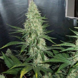 Hawaii Maui Waui fem. Nirvana