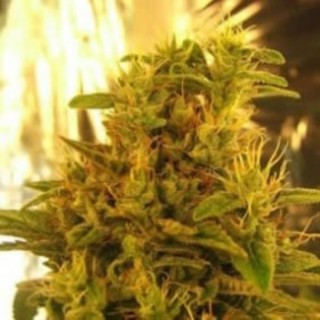 Haze N1 - 10 u. fem. Nirvana